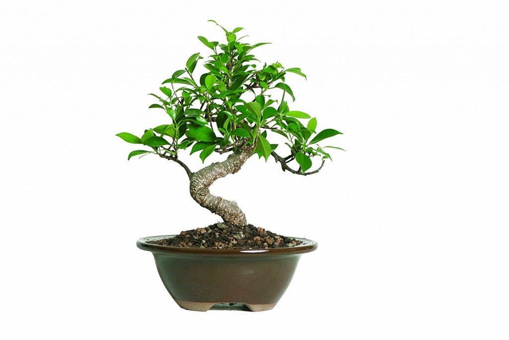 Buy Indoor Bonsai Tree